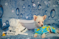 Splish, Splash, Puppies in a Bath