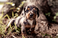 Dachshund Puppies